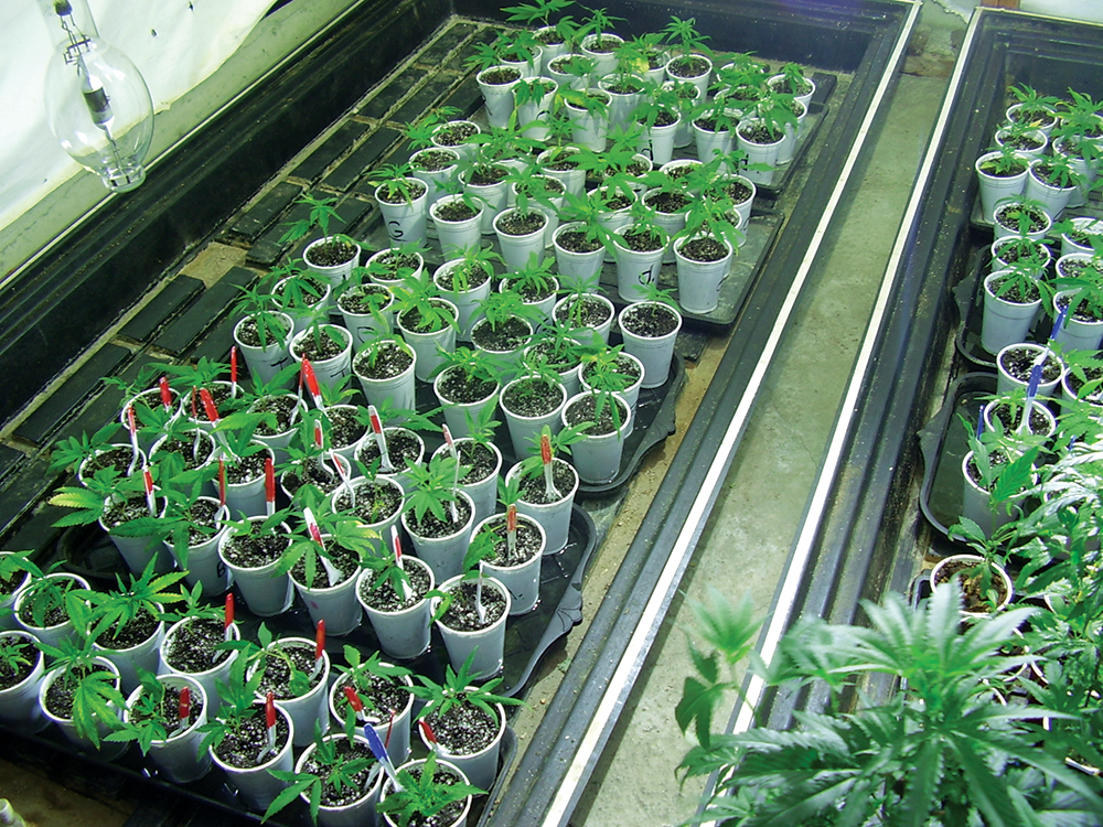 cross breeding marijuana plants